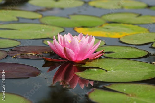  Flower  Pink lotus