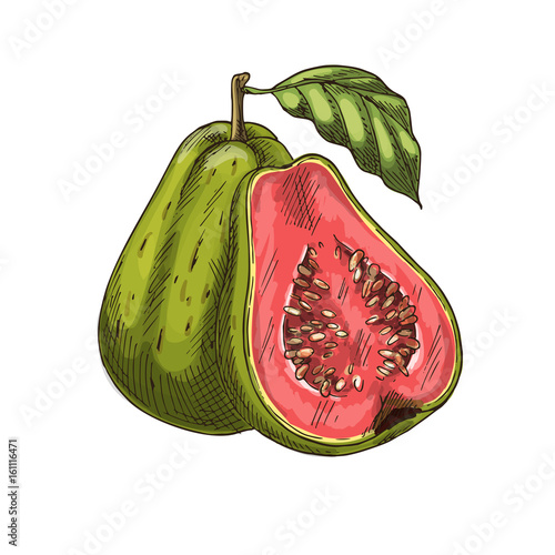 Guava tropical fruit vector sketch isolated icon