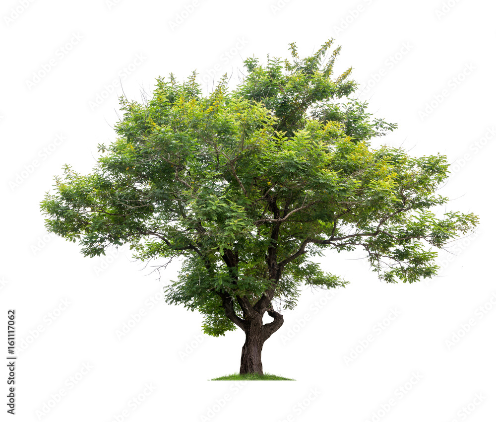 Obraz premium Tree isolated on white background