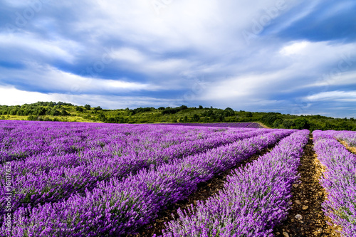  Lavender flower blooming fields 