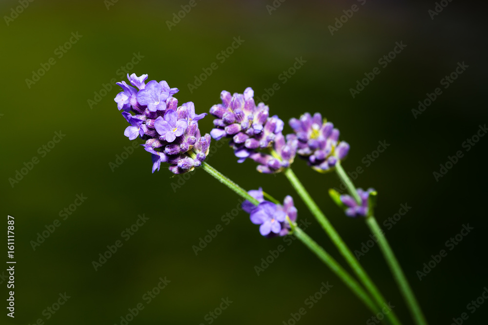 Lavender flowers outside with green background