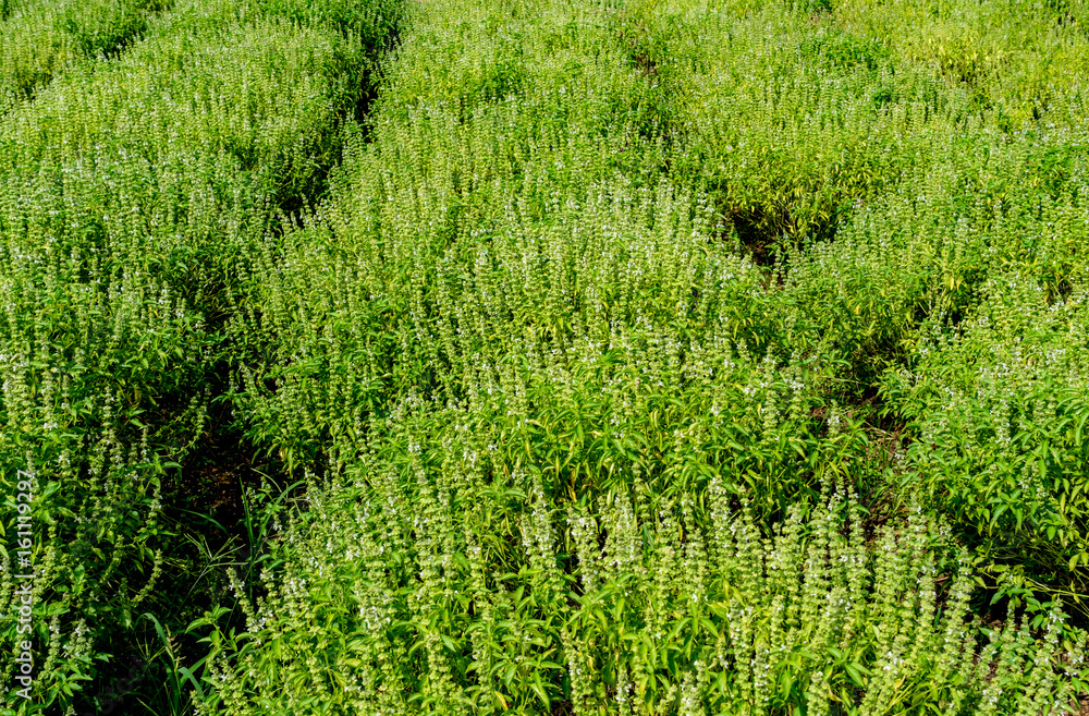 Vegetable bed of basil Vegetable bed of basil