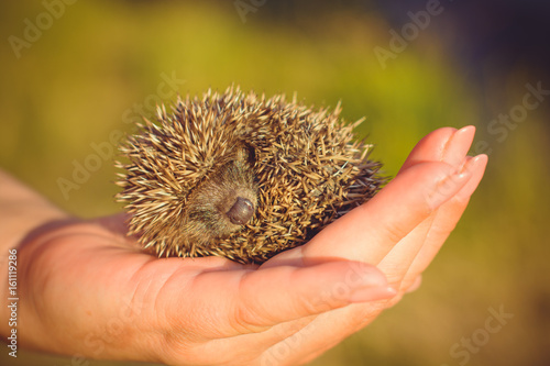 A Little cute hedgehog baby in his hand asleep. Human care and assistance to wild animals