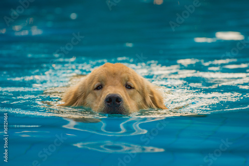 Golden Retriever Puppy Exercise in Swimming Pool