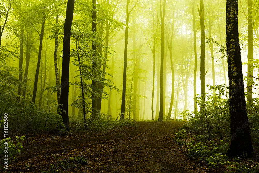 Naklejka premium Path in beautiful foggy forest