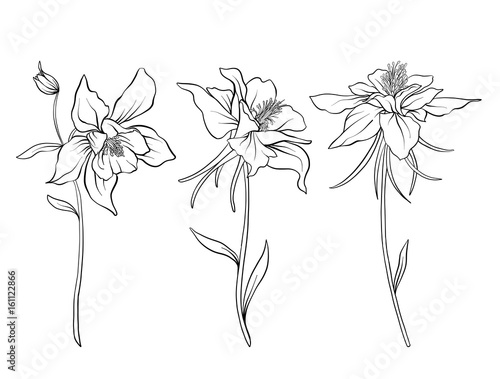 Columbine flowers. Set of outline flowers.Stock line vector illustration. Outline hand drawing coloring page for coloring book.