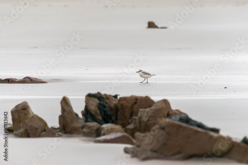 A white fronted plover on Pearly Beach in Gansbaai, South Africa photo