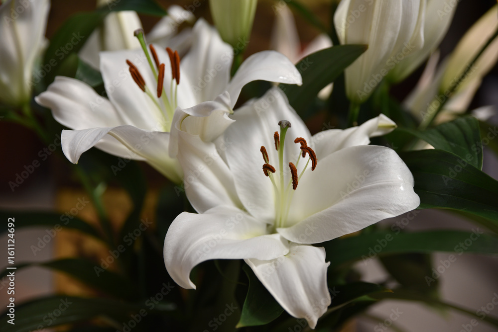 Lys blanc au printemps au jardin Stock Photo | Adobe Stock