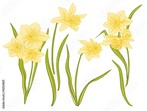 Narcissi flowers. Set of colored flowers.
Stock line vector illustration.