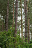 A group of trees in a pine forest in the UK
