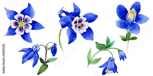 Wall Mural Wildflower Blue aquilegia flower in a watercolor style isolated.