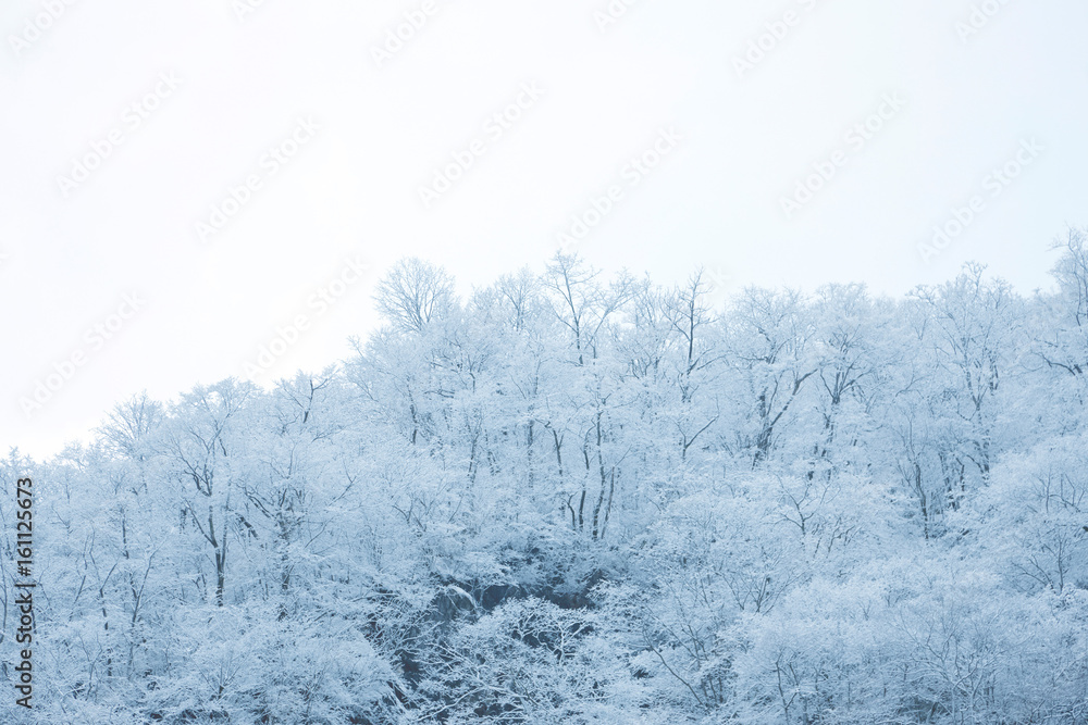 Obraz premium 樹氷