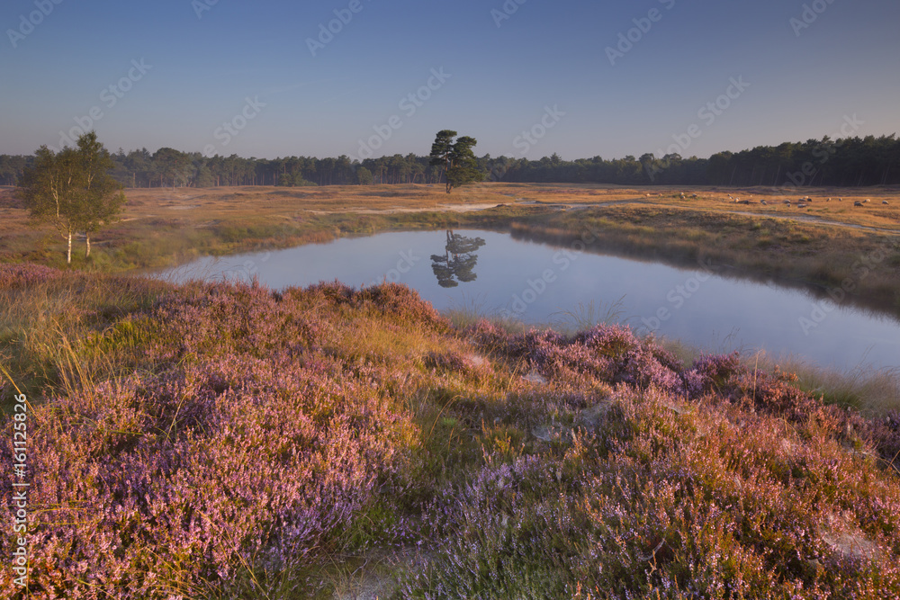 Blooming heather along a lake at sunrise