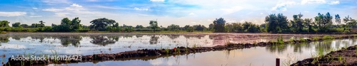 Stunning view of paddy field during sunset with blue sky.Summer time.