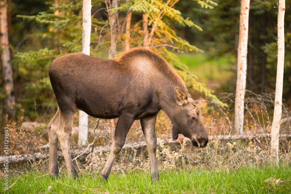 Newborn Moose Calf Feeding On Grass Alaska Wilderness Newborn Moose Calf Feeding On Grass Alaska Wilderness