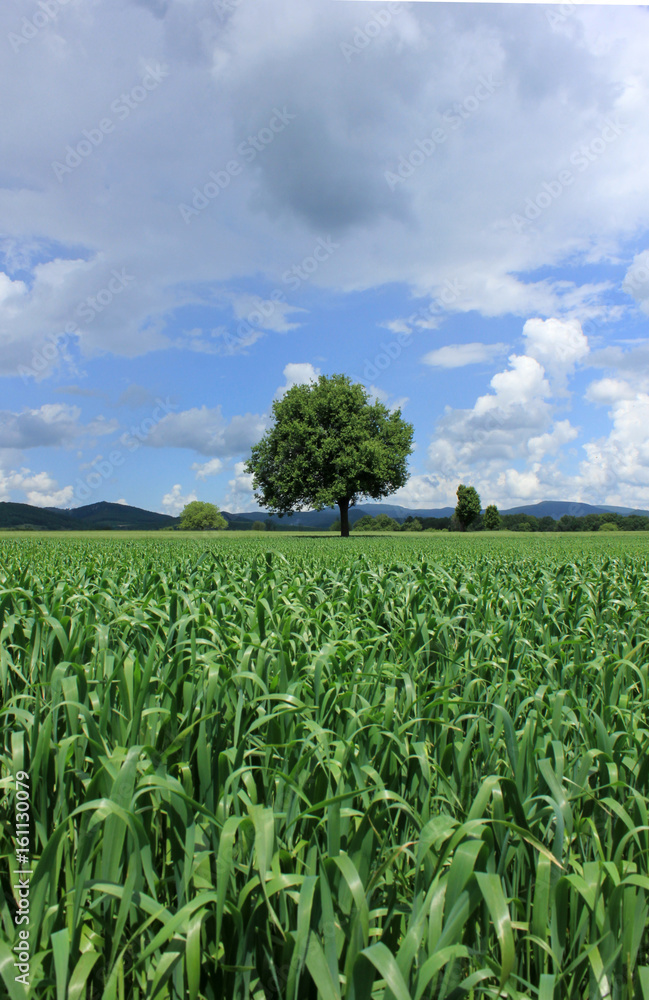 field 7242 field 7242