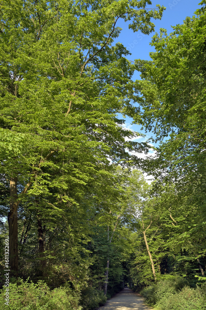 Fototapeta premium spaziergang