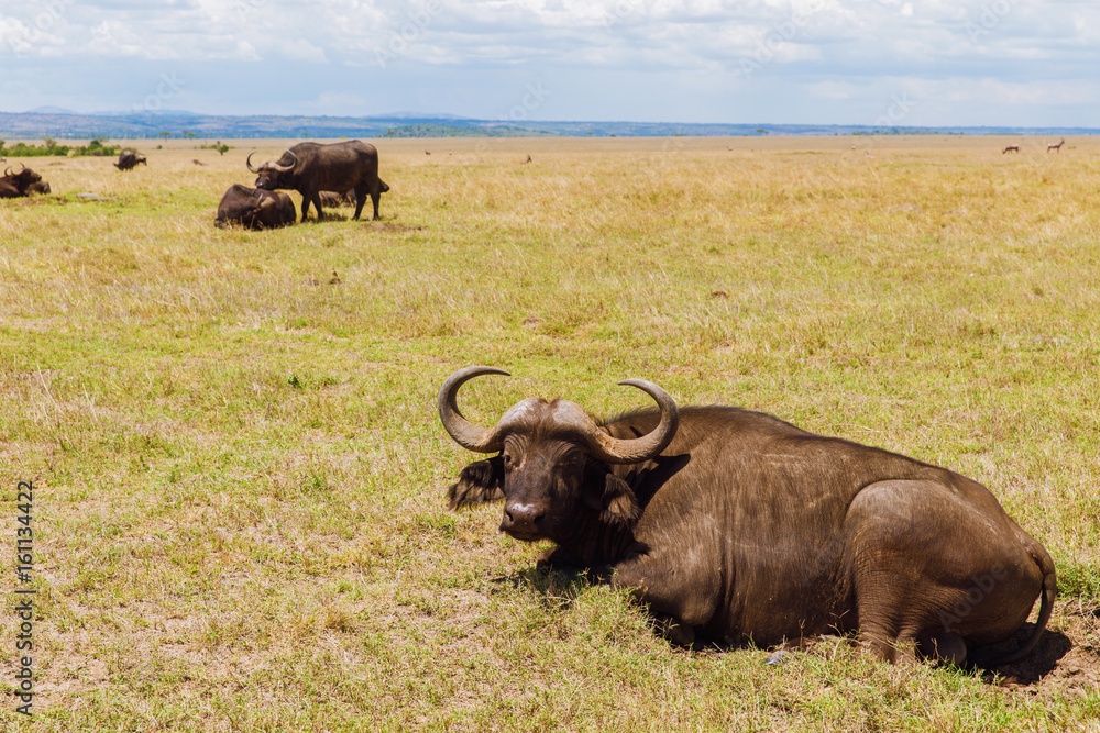 buffalo bulls grazing in savannah at africa buffalo bulls grazing in savannah at africa