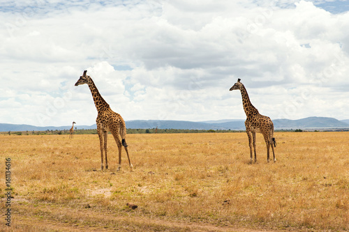 group of giraffes in savannah at africa