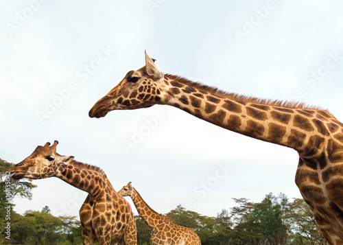 Photography giraffes at national reserve or park in africa