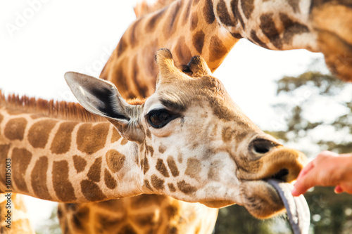 Photography hand feeding giraffe in africa