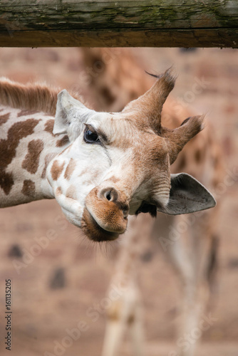 Close up of a giraffes face
