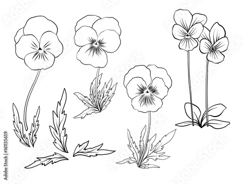 Violet flowers. Set of outline flowers.
Stock line vector illustration. Outline hand drawing coloring page for coloring book.
 photo