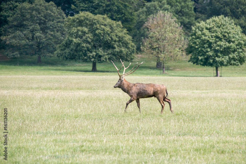 Naklejka premium A red deer stag walking through a field at Woburn abbey, UK