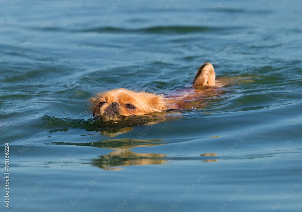 Pekingese dog swims