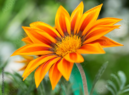 gazania flower or african daisy in a garden