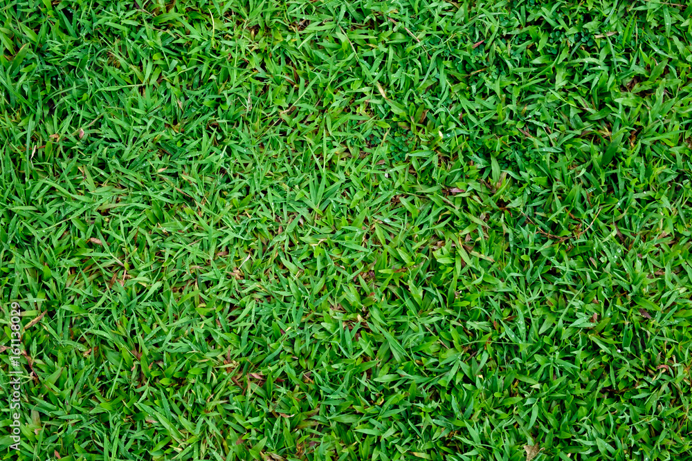 green grass close up top view for backdrop and background use green grass close up top view for backdrop and background use