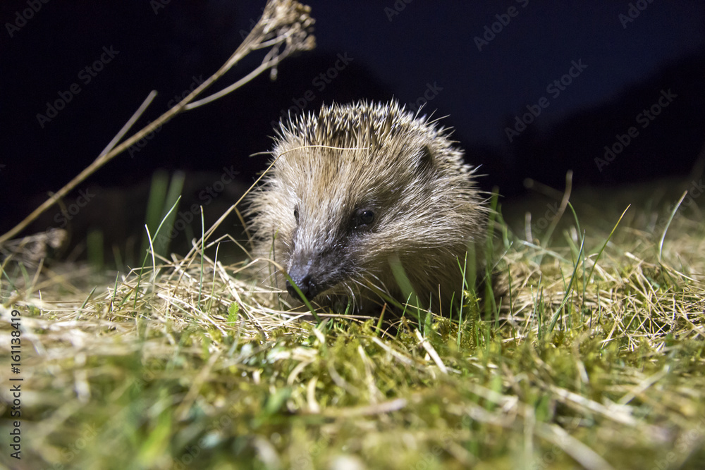 Naklejka premium Igel
