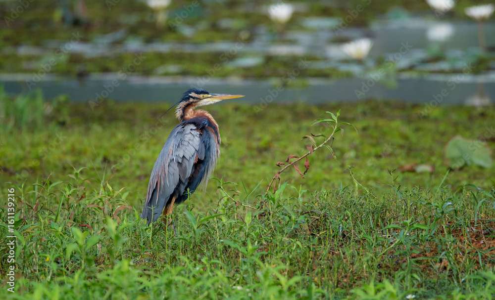 The Purple Heron The Purple Heron