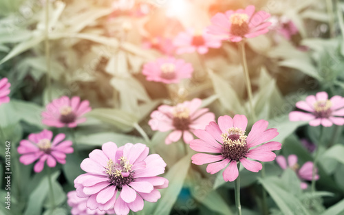 cosmos flowers nature background, retro vintage filter © ezstudiophoto