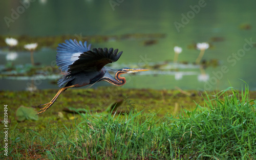 Purple heron flying around