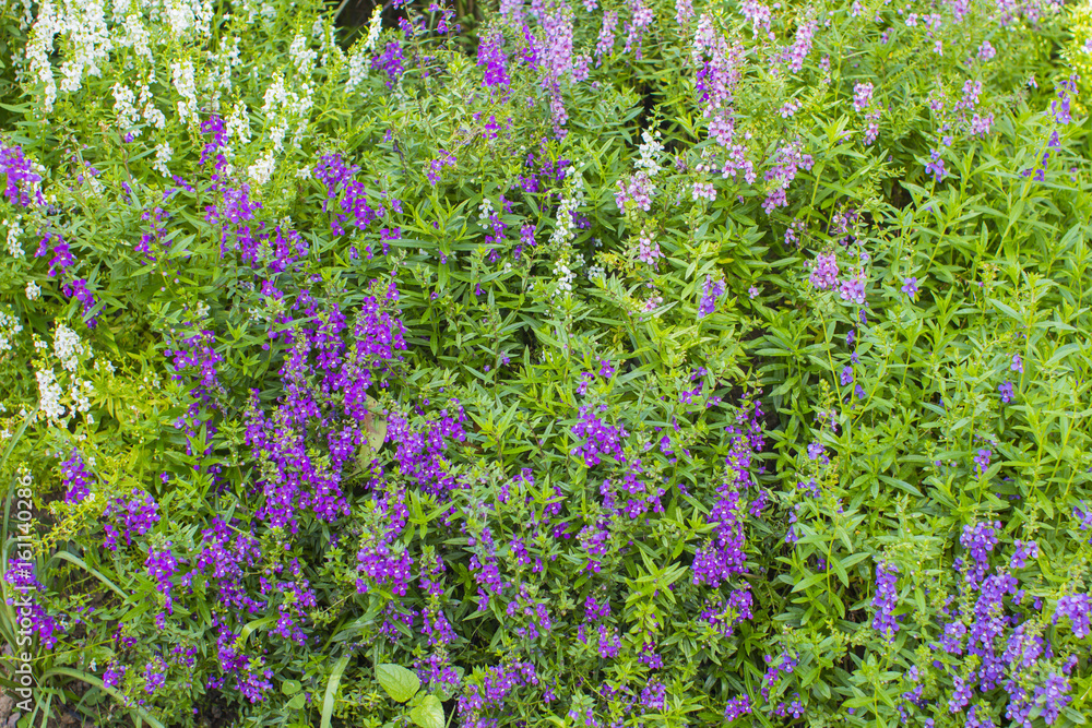 熱帯植物 観葉植物 花 Stock Photo Adobe Stock