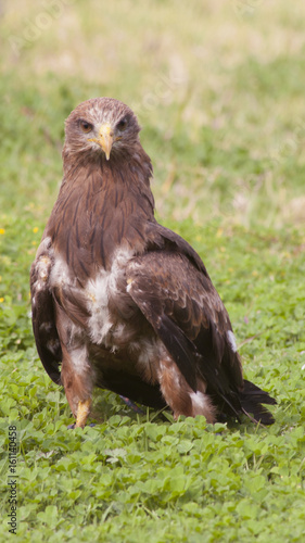 Eagle