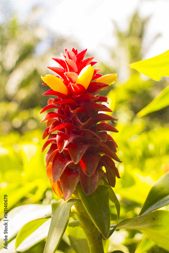 コスツスバルバツス 熱帯植物 観葉植物 花 Stock 写真 Adobe Stock コスツスバルバツス 熱帯植物 観葉植物 花 Stock 写真 Adobe Stock