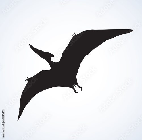 Pterodactyl. Vector drawing