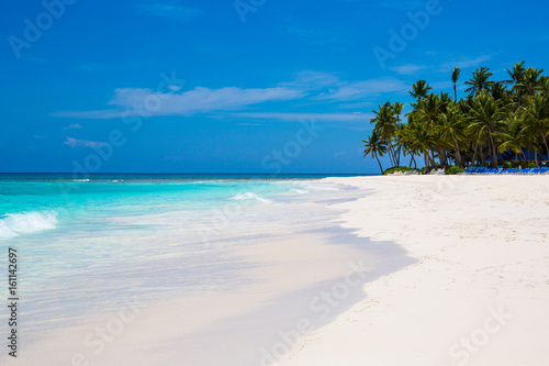 caribbean sea and palms