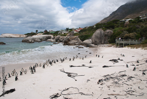 The colony of African penguins on Boulders beach, South Africa