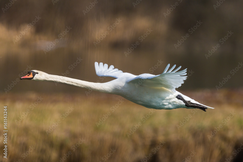 Obraz premium mute swan (cygnus olor) during flight with reed belt