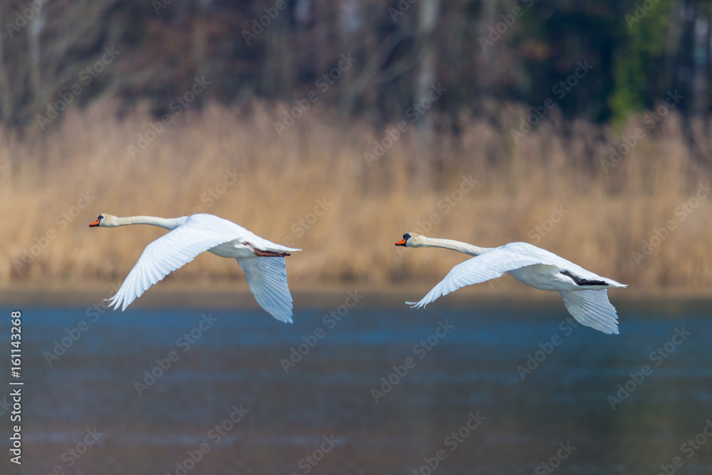 two mute swans (cygnus olor) in consecutive flight two mute swans (cygnus olor) in consecutive flight