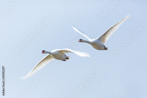two mute swans (cygnus olor) in consecutive flight
