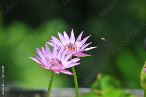 Pink color lotus  beautiful flower in Thailand.