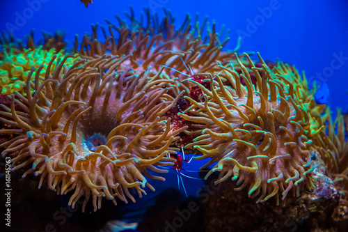 Beautiful live corals on the seabed. Excellent background of the underwater world