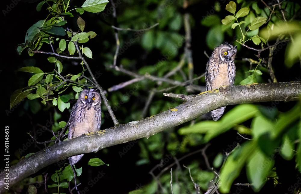Two short or long eared owls sitting on a branch.
