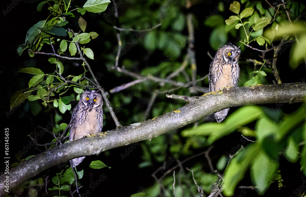 Two short or long eared owls sitting on a branch. Two short or long eared owls sitting on a branch.