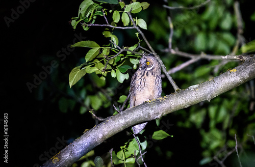 Short or long eared owl sitting on a branch.