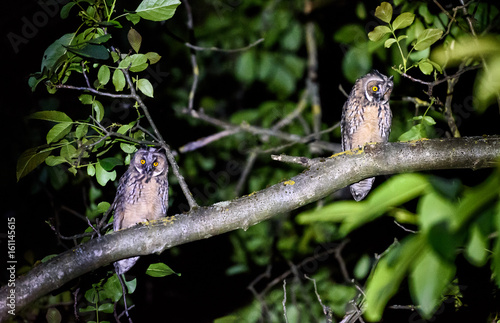 Two short or long eared owls sitting on a branch.